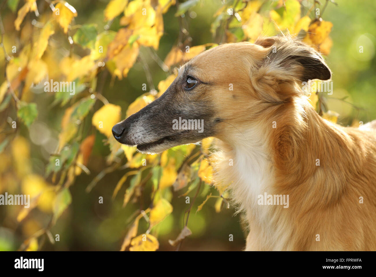 Silken Windsprite, portrait against autumn leaves Stock Photo