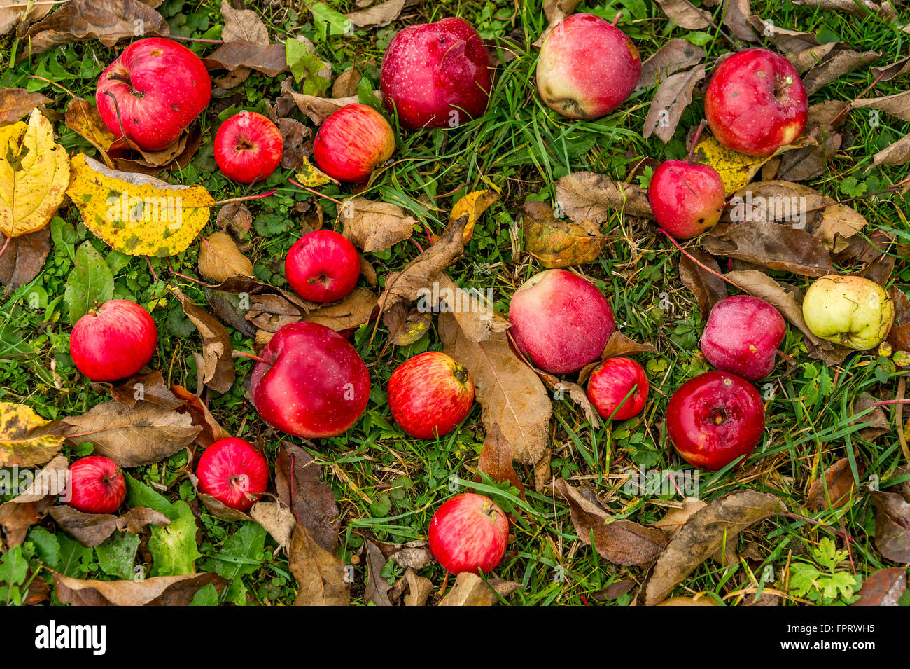 Rotten red apples under apple tree, windfall, Bavaria, Germany Stock Photo