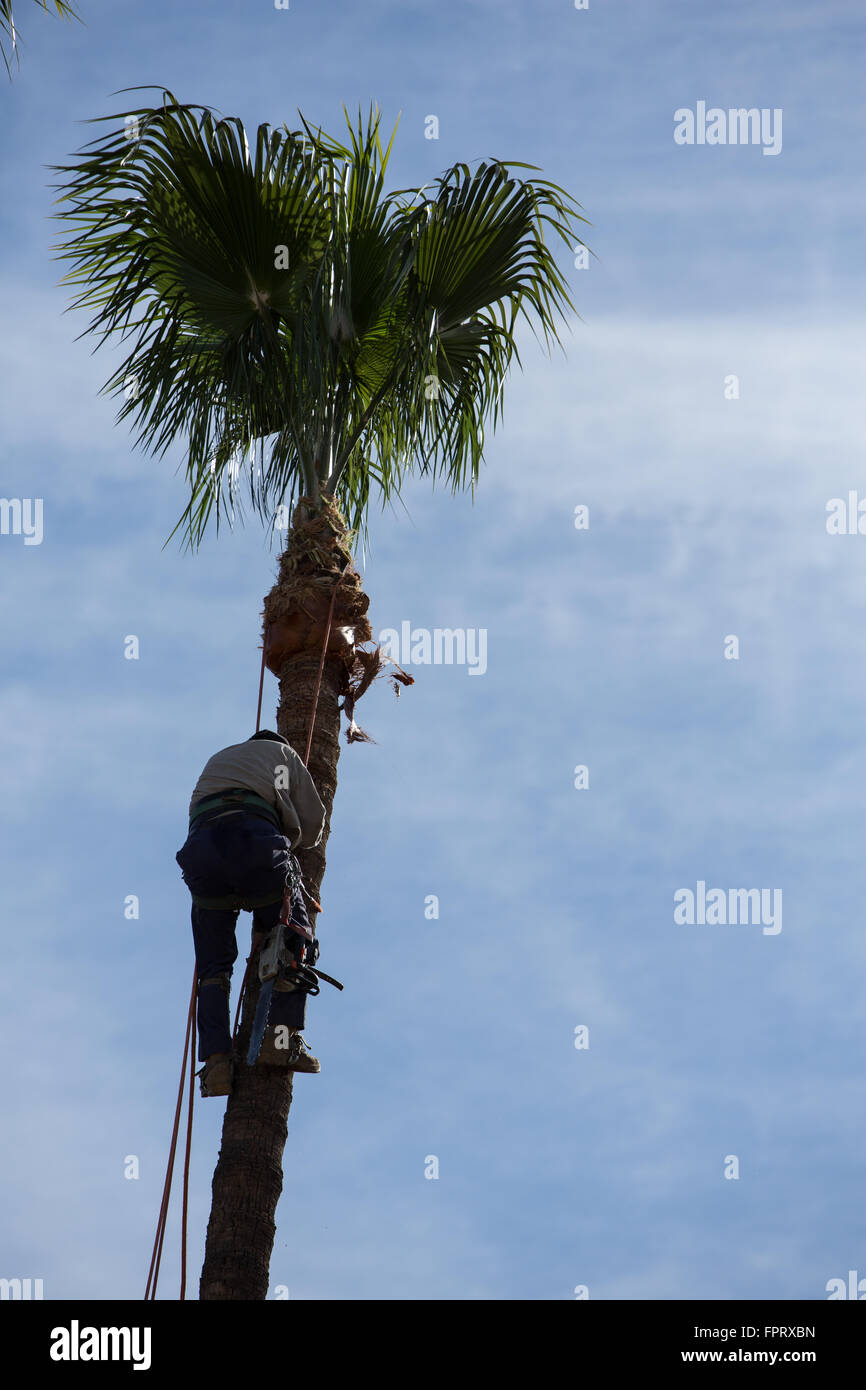 Palm Trees being trimmed in Southern California Stock Photo Alamy