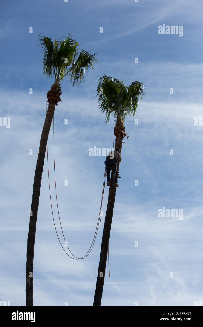 Palm Trees being trimmed in Southern California Stock Photo Alamy