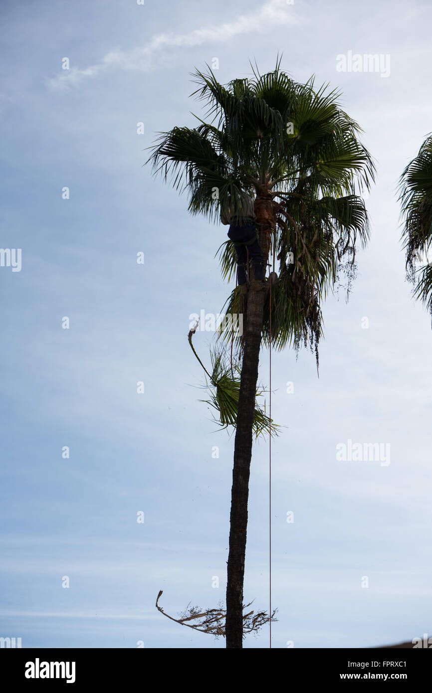 Palm Trees being trimmed in Southern California Stock Photo Alamy