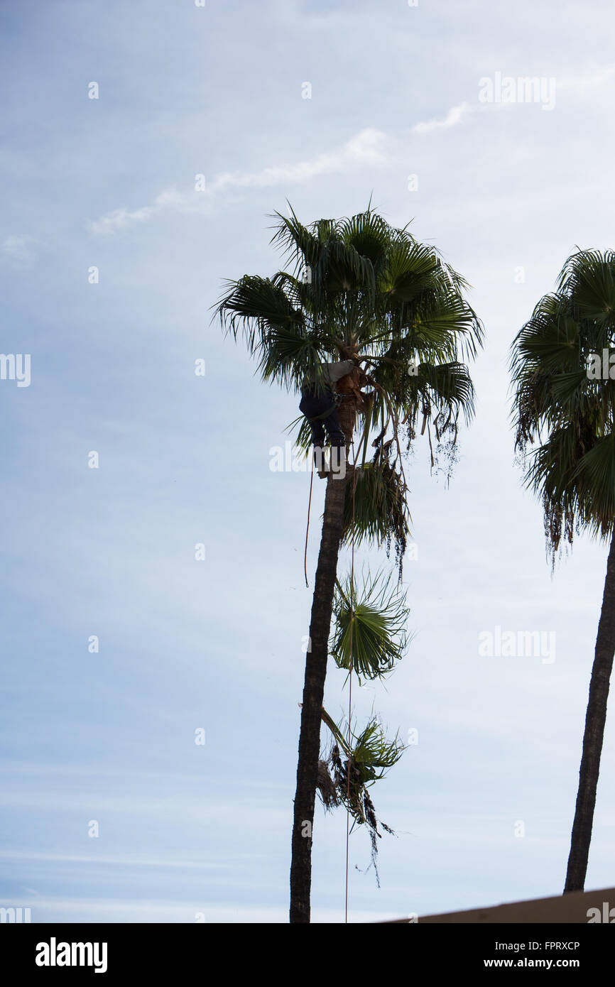 Trimming a california palm tree hires stock photography and images Alamy