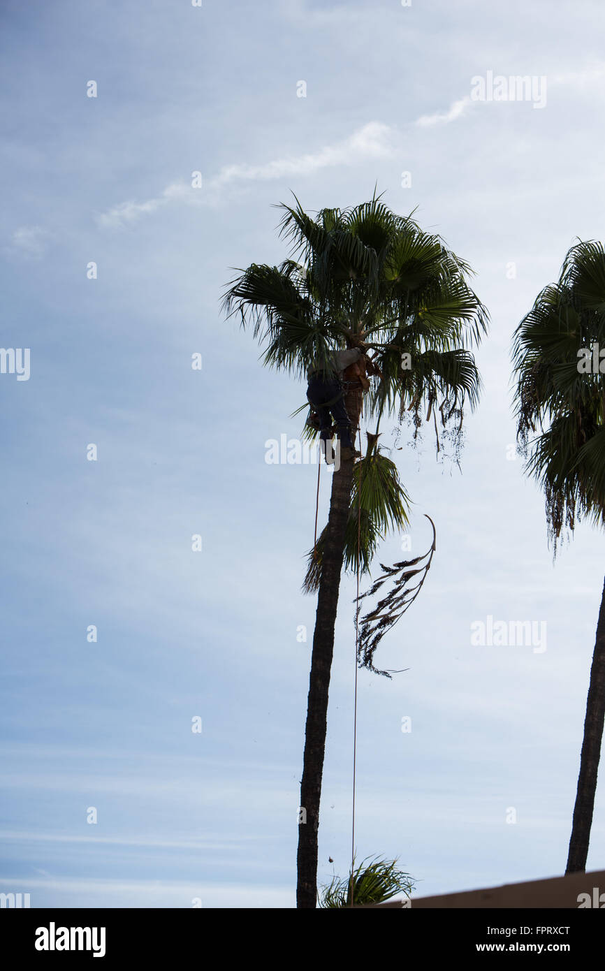 Palm Trees being trimmed in Southern California Stock Photo Alamy