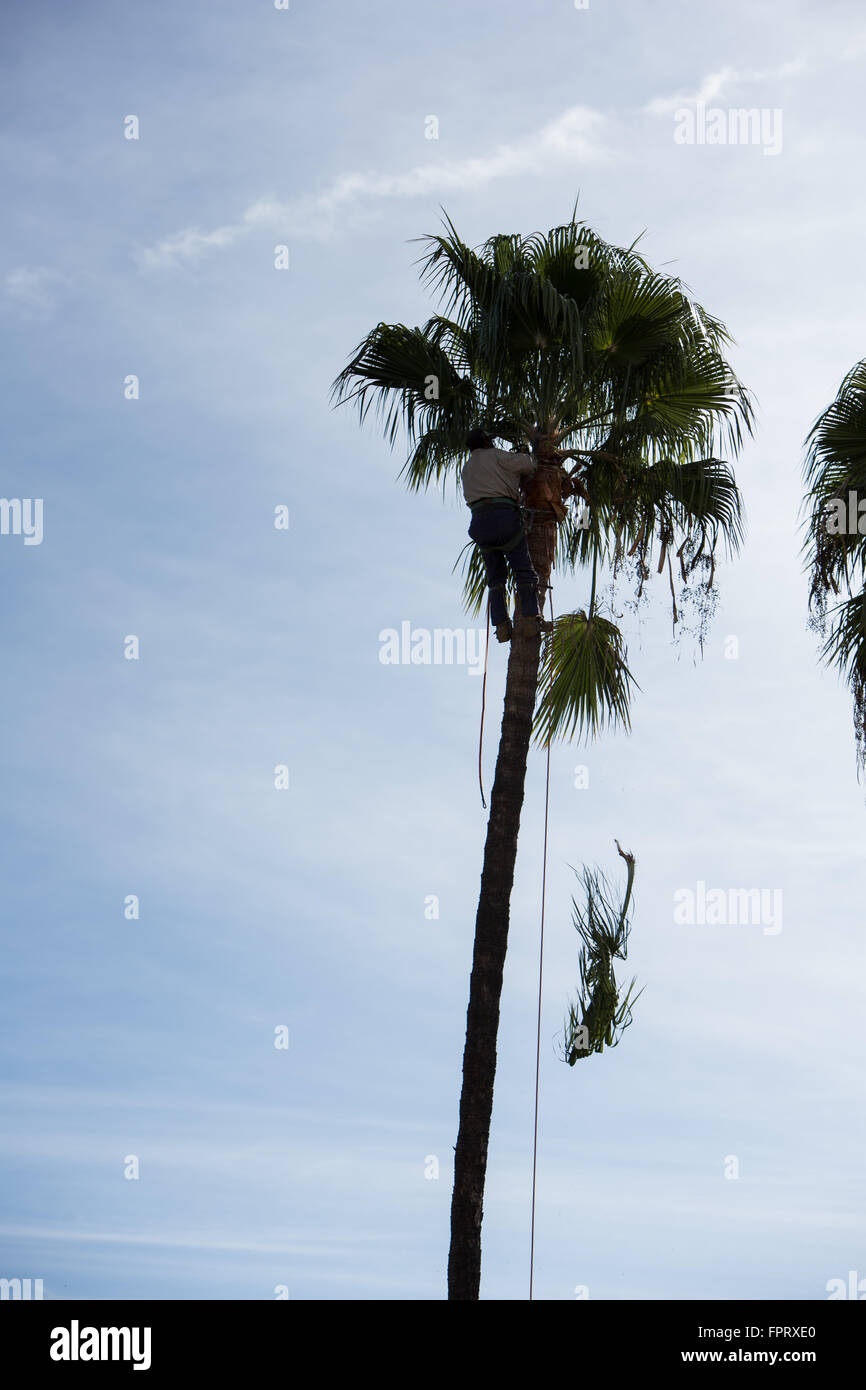 Palm Trees being trimmed in Southern California Stock Photo Alamy