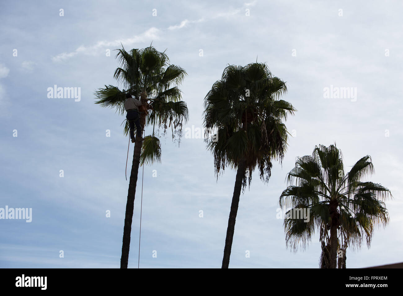 Palm Trees being trimmed in Southern California Stock Photo Alamy