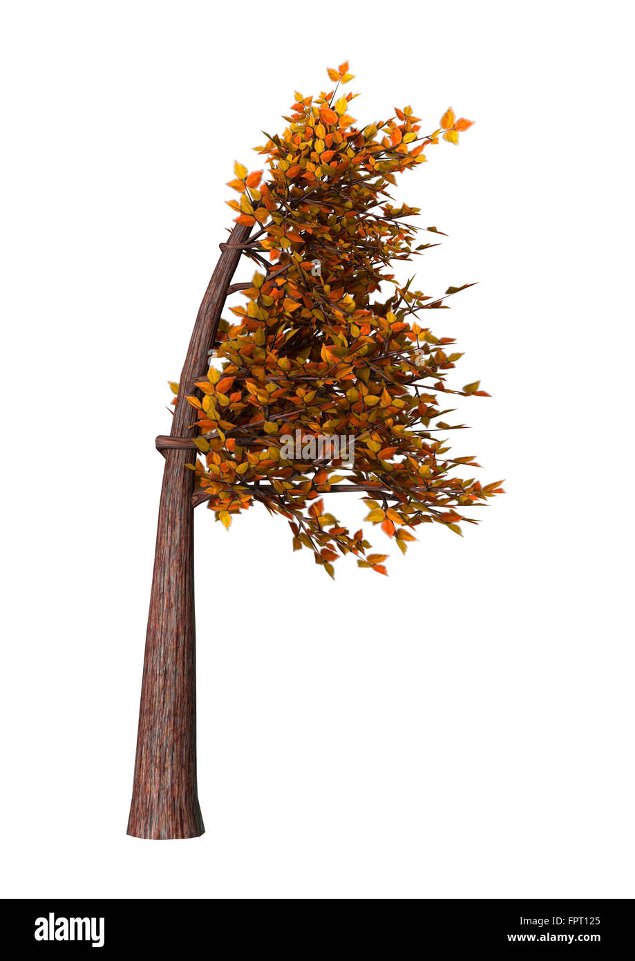 Digital render of an autumnal bonsai tree isolated on white background, Fukinagashi style Stock Photo