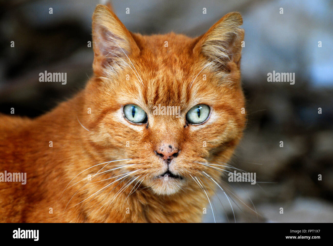 Maltese cat hi res stock photography and images Alamy