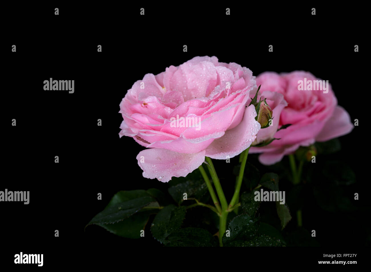 beautiful pink rose with water drop on black background Stock Photo - Alamy