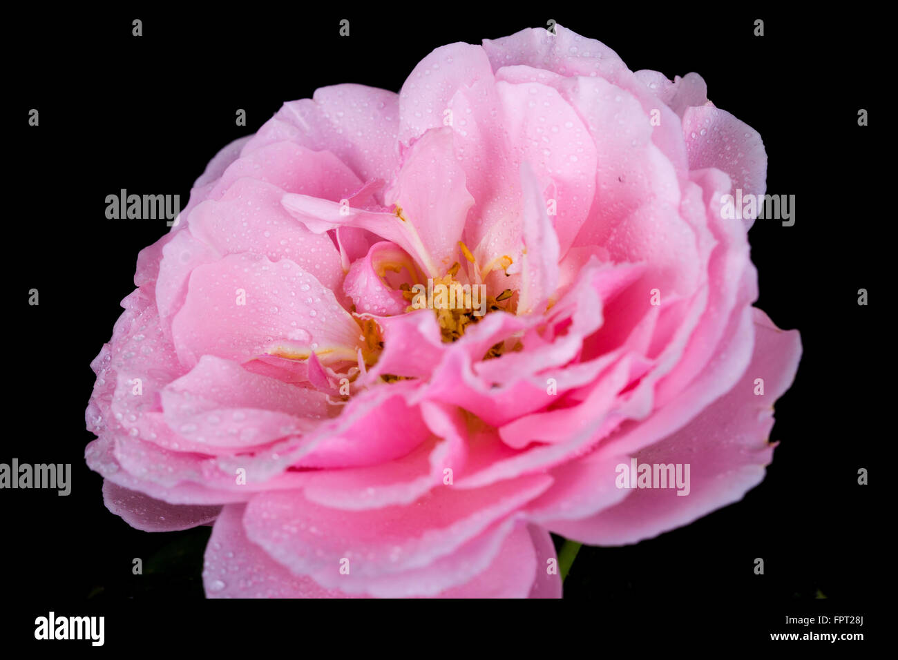 beautiful pink rose with water drop on black background Stock Photo - Alamy