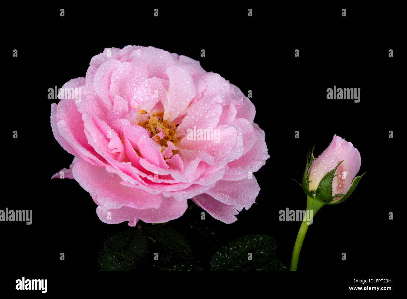 beautiful pink rose with water drop on black background Stock Photo - Alamy