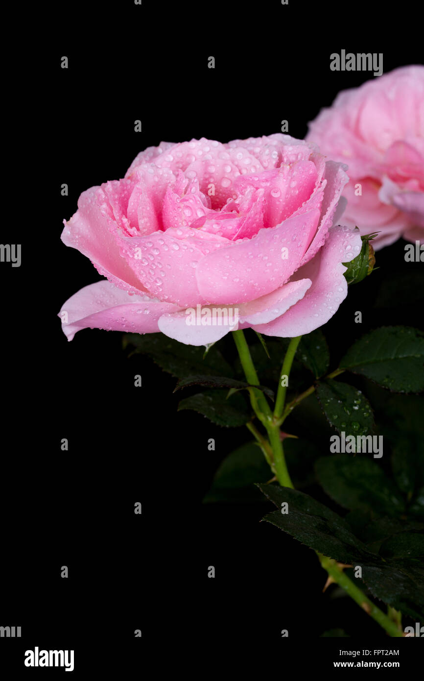 beautiful pink rose with water drop on black background Stock Photo - Alamy