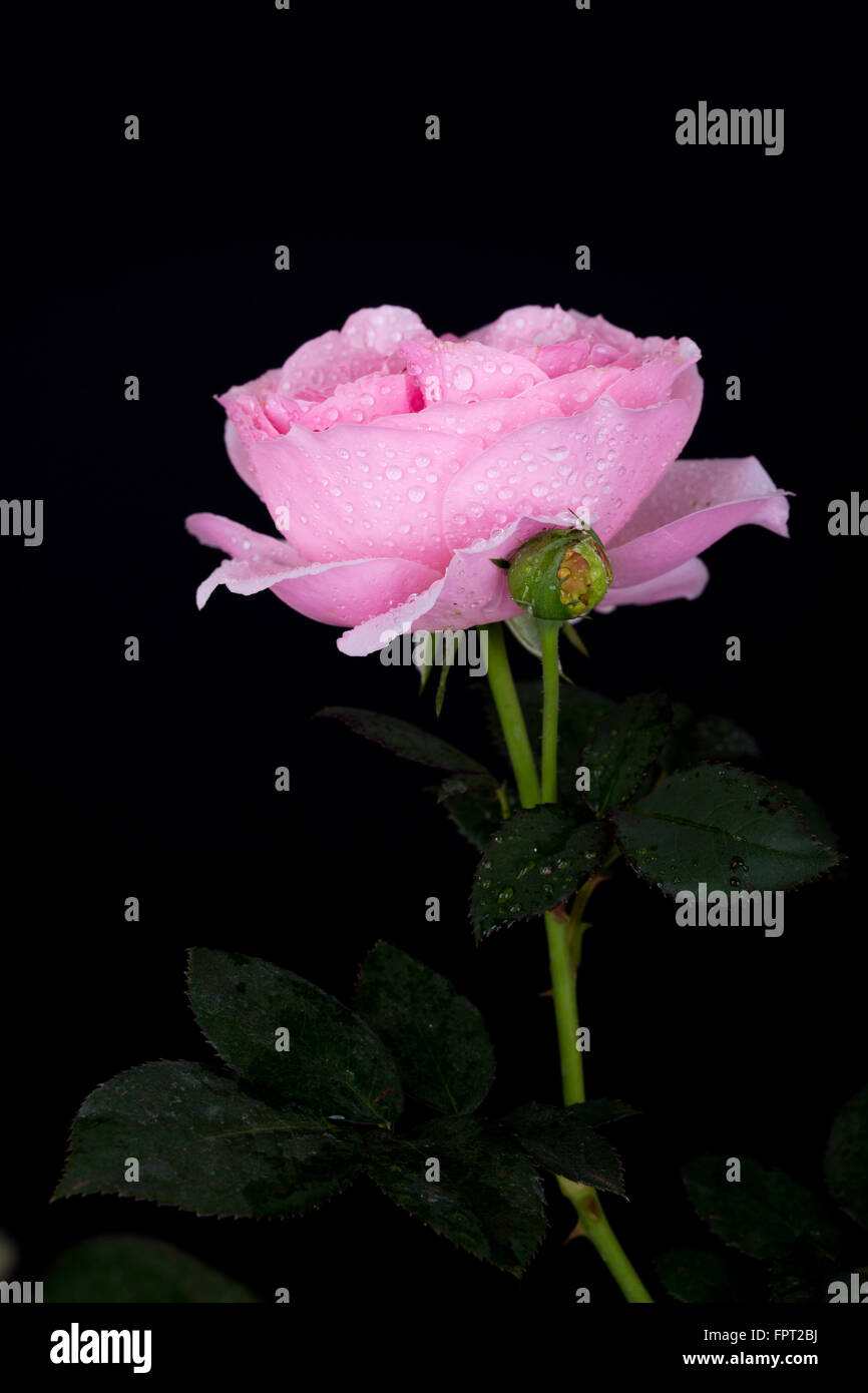 beautiful pink rose with water drop on black background Stock Photo - Alamy