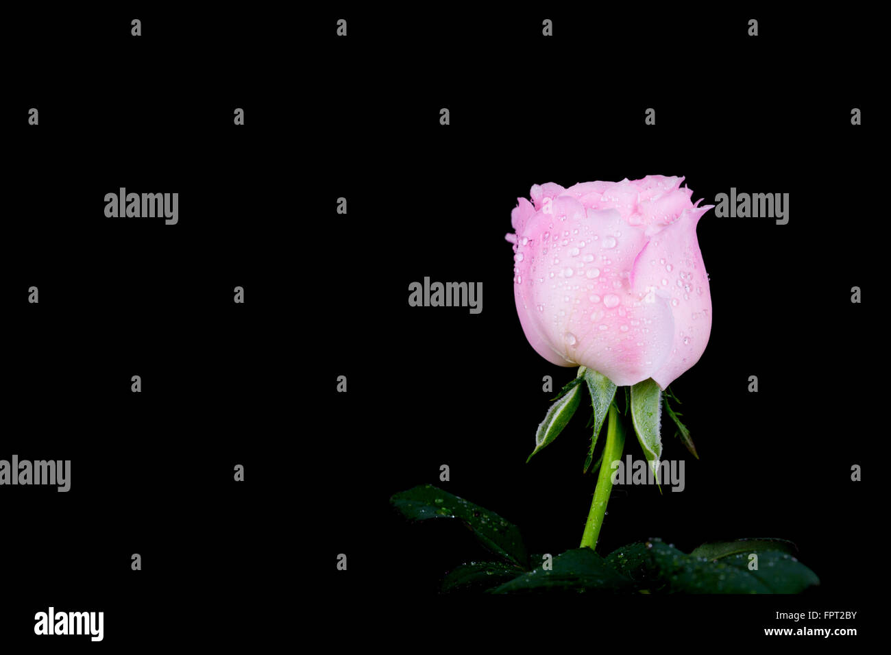 beautiful pink rose with water drop on black background Stock Photo - Alamy