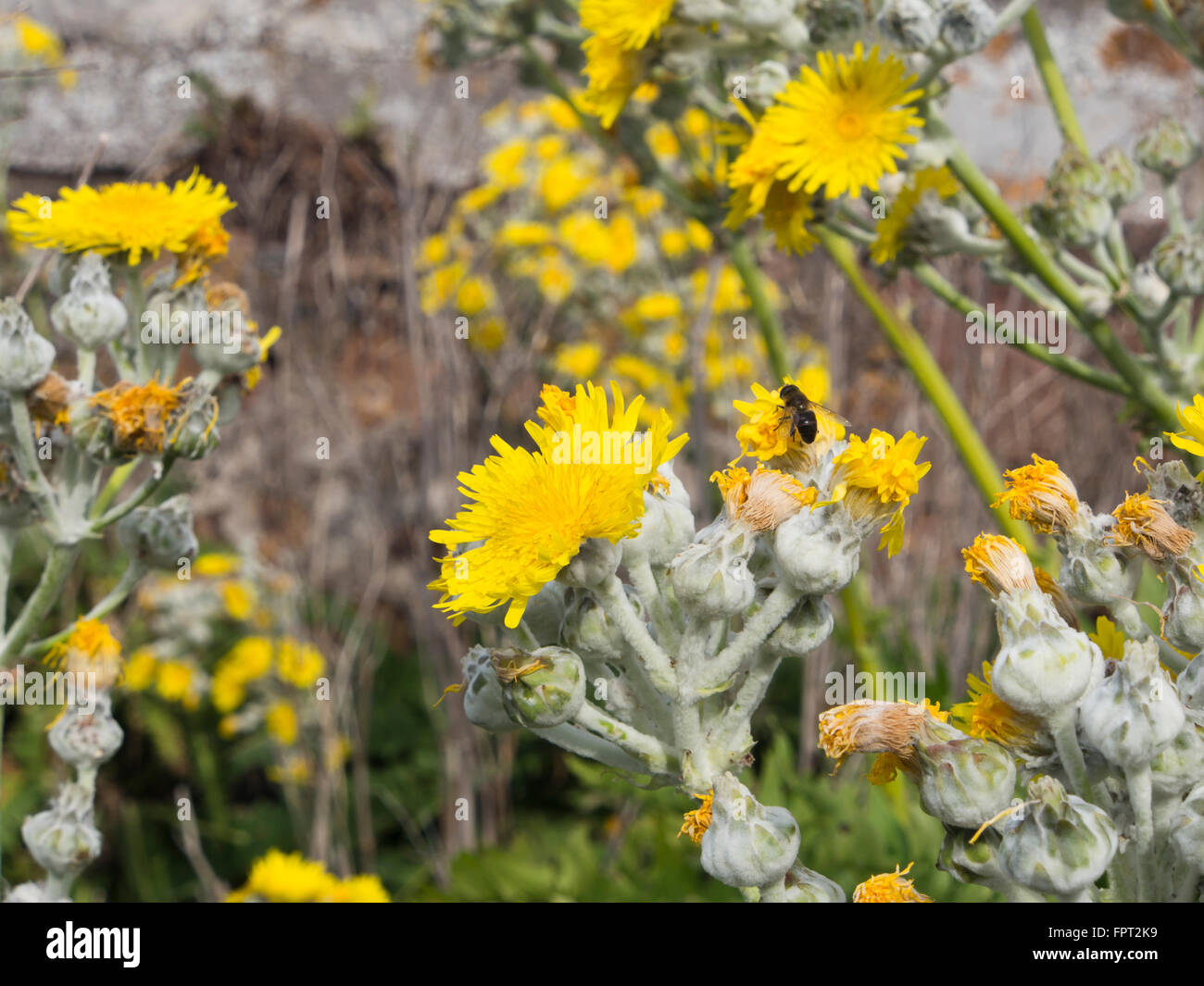 Sonchus acaulis , huge dandelion, endemic to the Canary Islands in the forests Montes del Agua near Erjos, Tenerife Spain Stock Photo