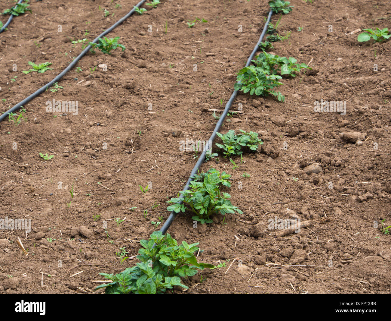 Young potato plants in a field in Tenerife Spain where a lot of varieties are grown, tourists love the "papas arrugadas" dish Stock Photo
