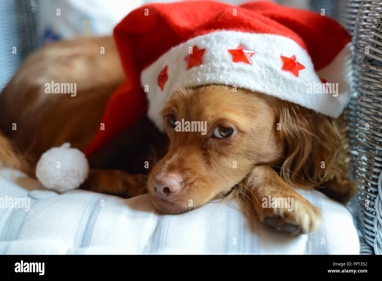 Spaniel breed dog with a red and white Santa Claus pompon hat on a pillow in a wicker chair looking at the camera at Christmas time Stock Photo