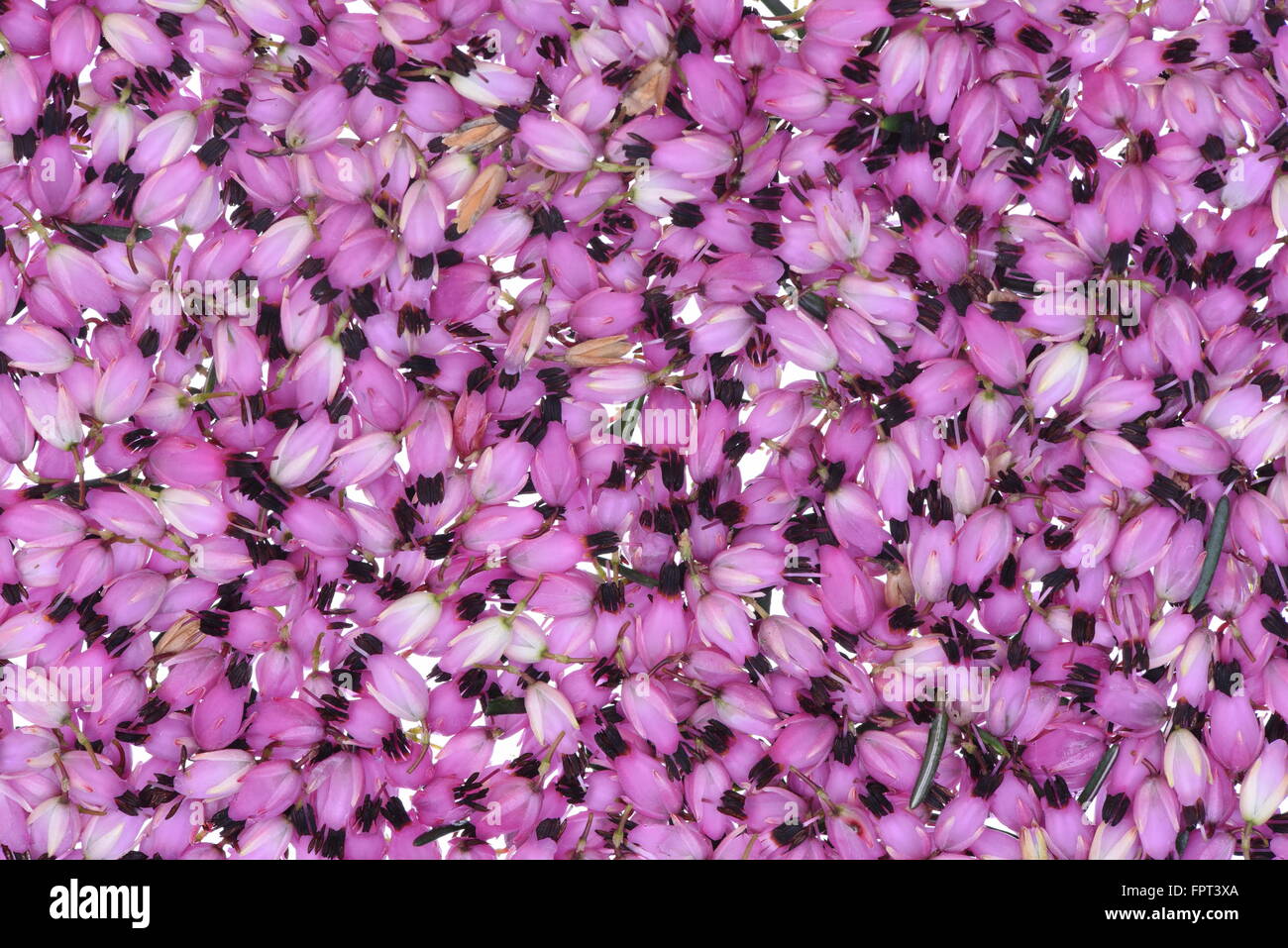 Purple heather flowers background petals Stock Photo
