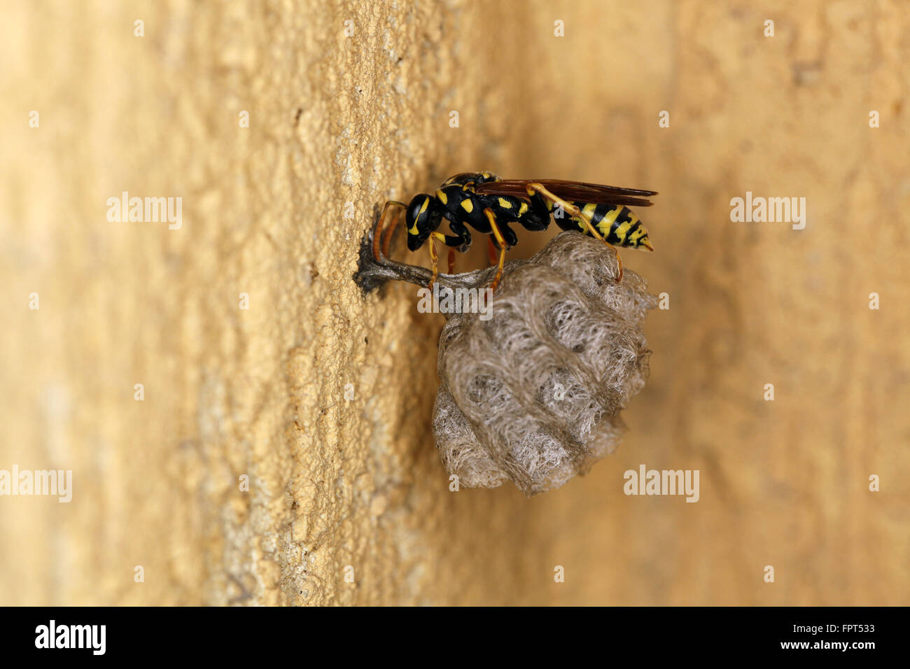 European Paper Wasp, Polistes diminula, at nest colony Stock Photo