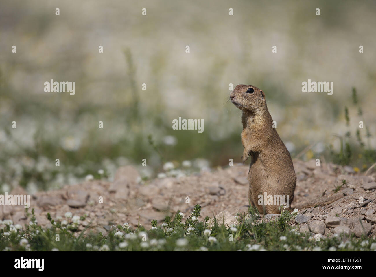 Suslik, Spermophilus citellus, at burrow Stock Photo