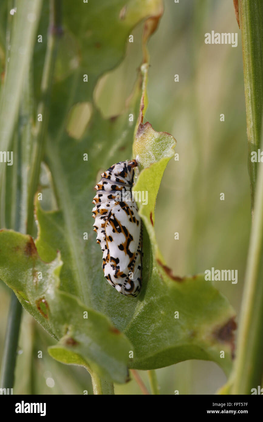 Spotted Fritllary, Melitaea phoebe, pupa Stock Photo