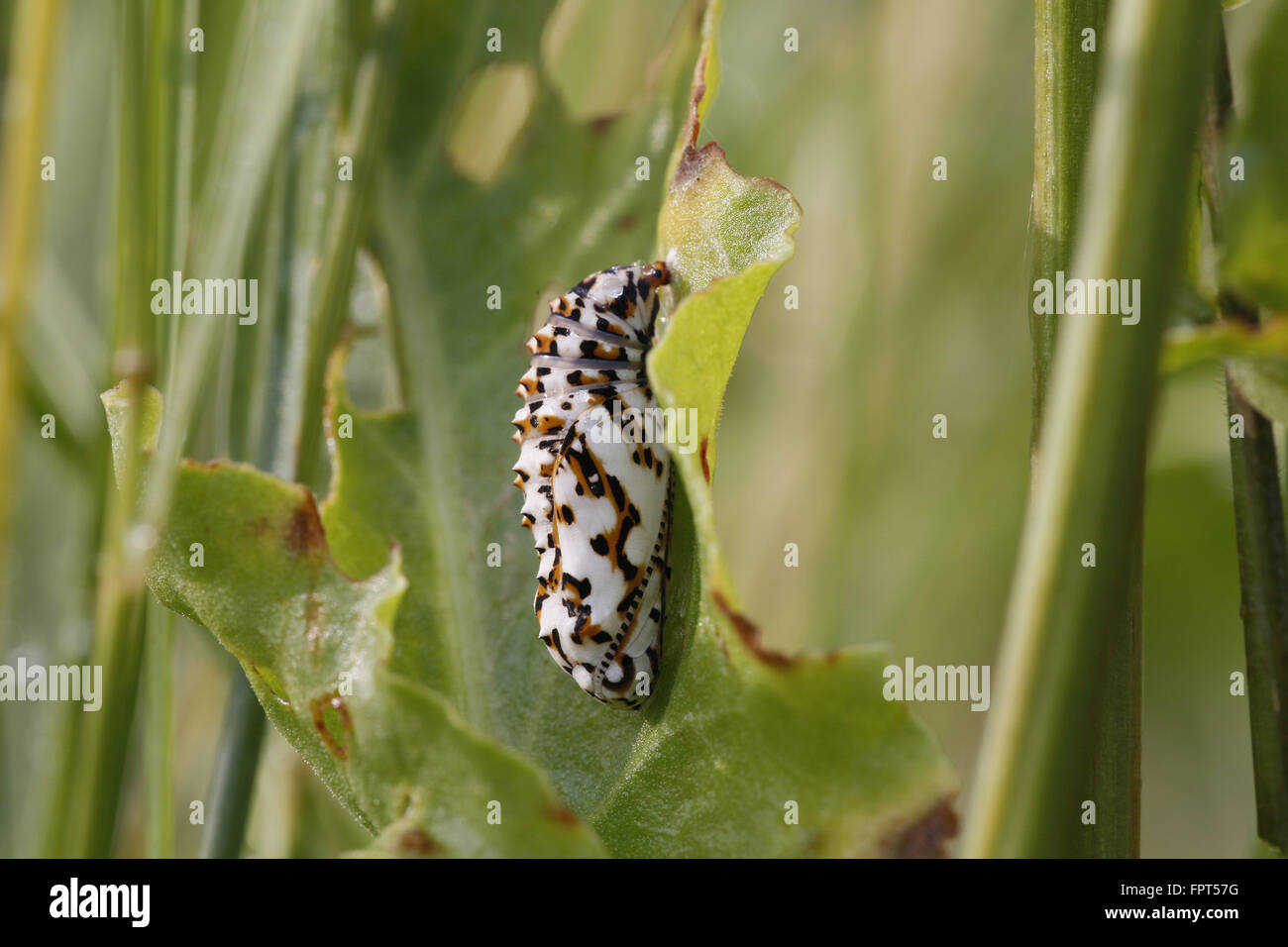 Spotted Fritllary, Melitaea phoebe, pupa Stock Photo