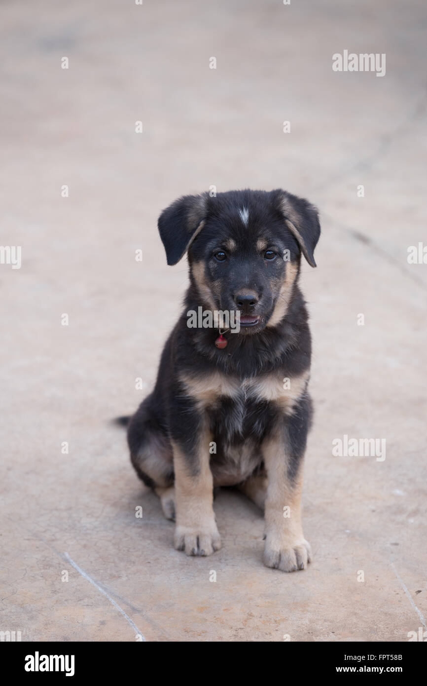 black puppy dog sitting on the street Stock Photo - Alamy