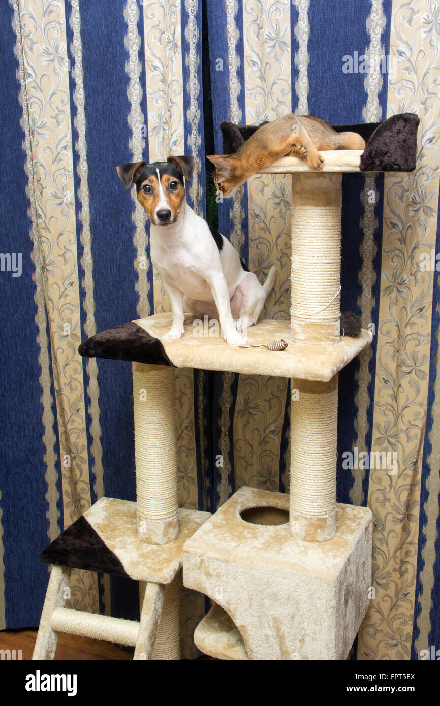 kitten climbing frame