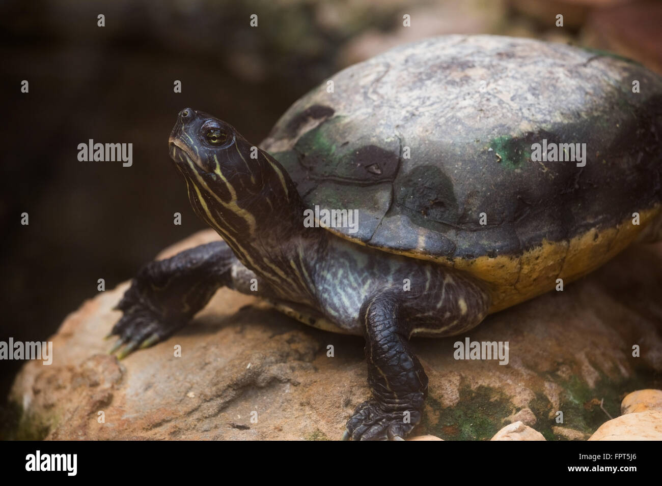 yellow-bellied slider (Trachemys scripta) on the rock Stock Photo - Alamy