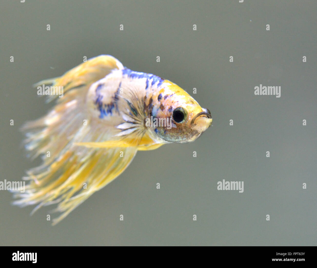 Crown Tail Male Betta Splendens Siamese Fighter Fish Stock Photo