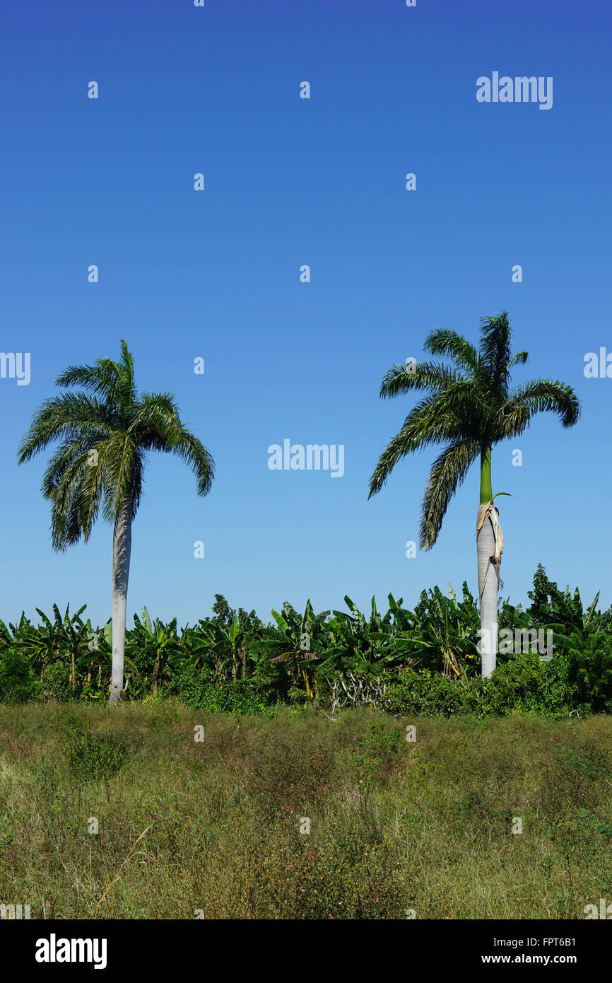 Tropical agricultural land and banana plantation with large palm trees towering against the blue sky Stock Photo