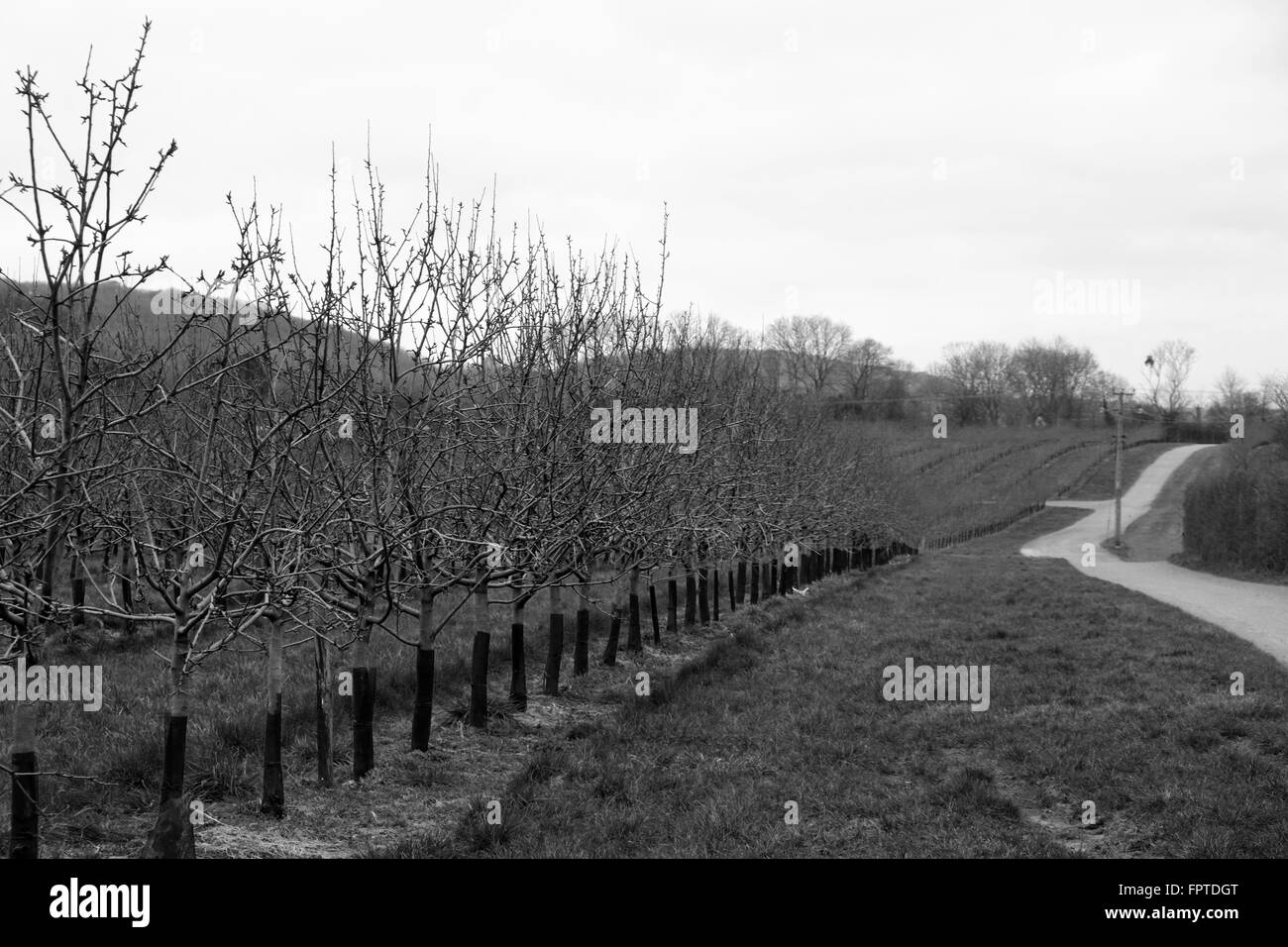 Orchard of cider apple trees in in winter in the orchards belonging to
