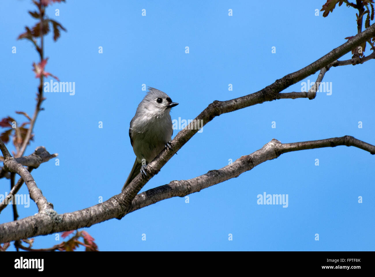 Tufted Titmouse bird perched in tree with sky blue background Stock