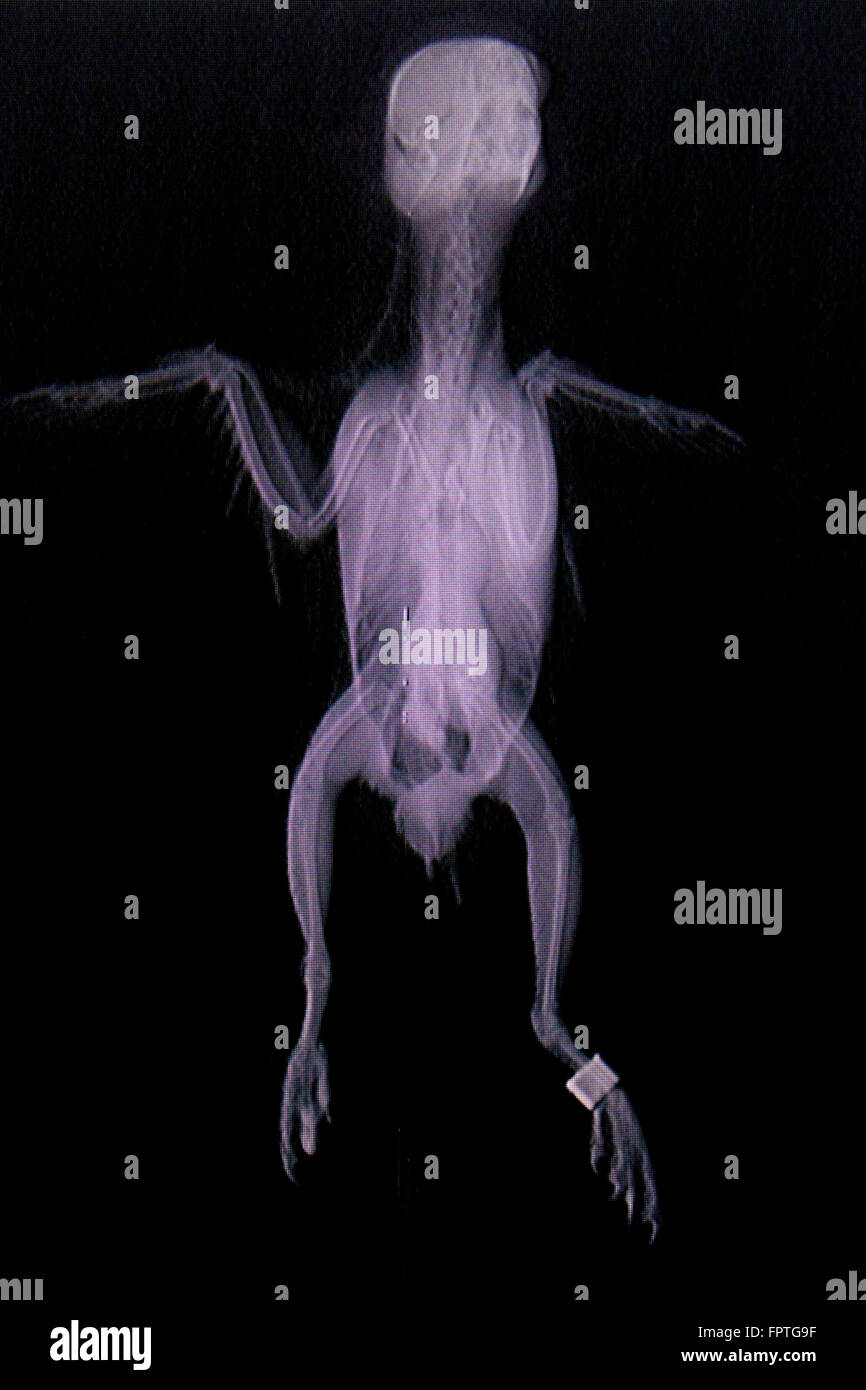 Bird x-rays. Lying position. Stock Photo