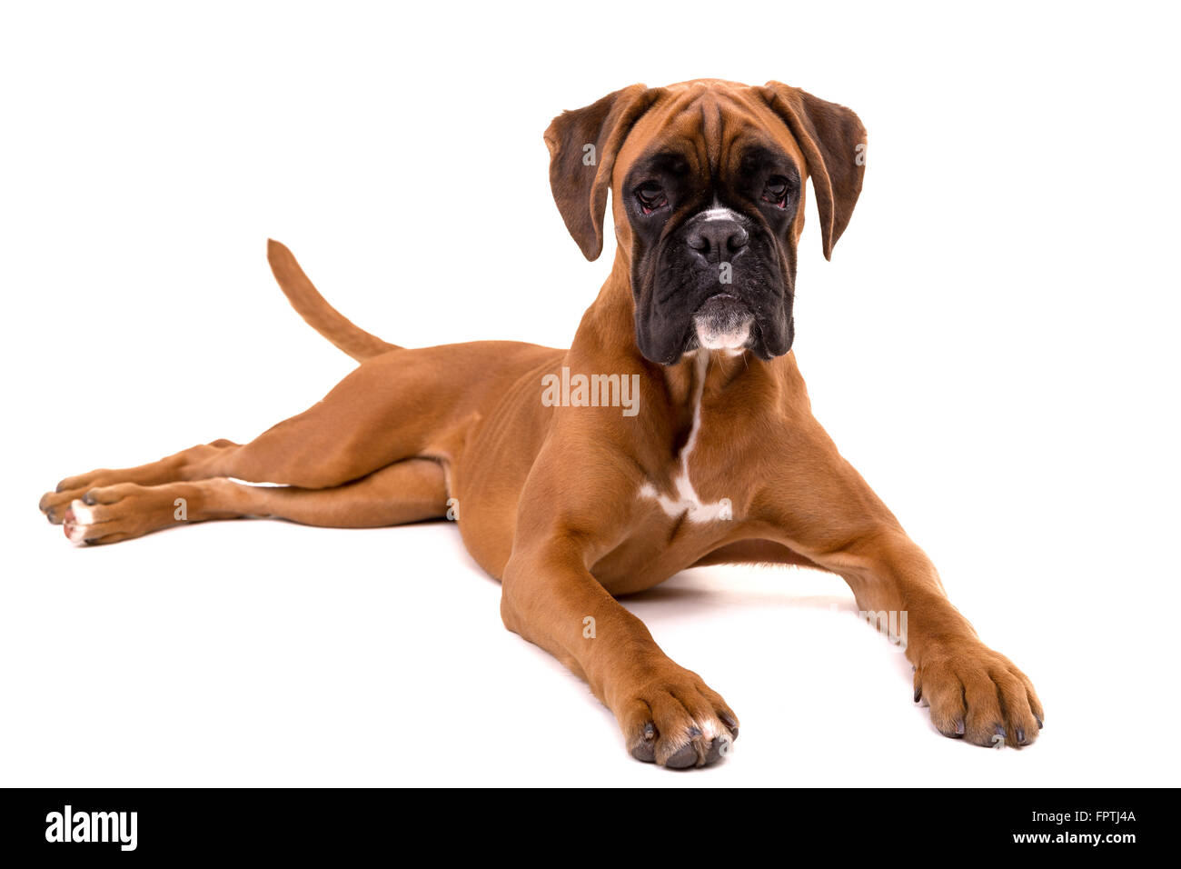 A beautiful boxer puppy hi-res photography and images Alamy