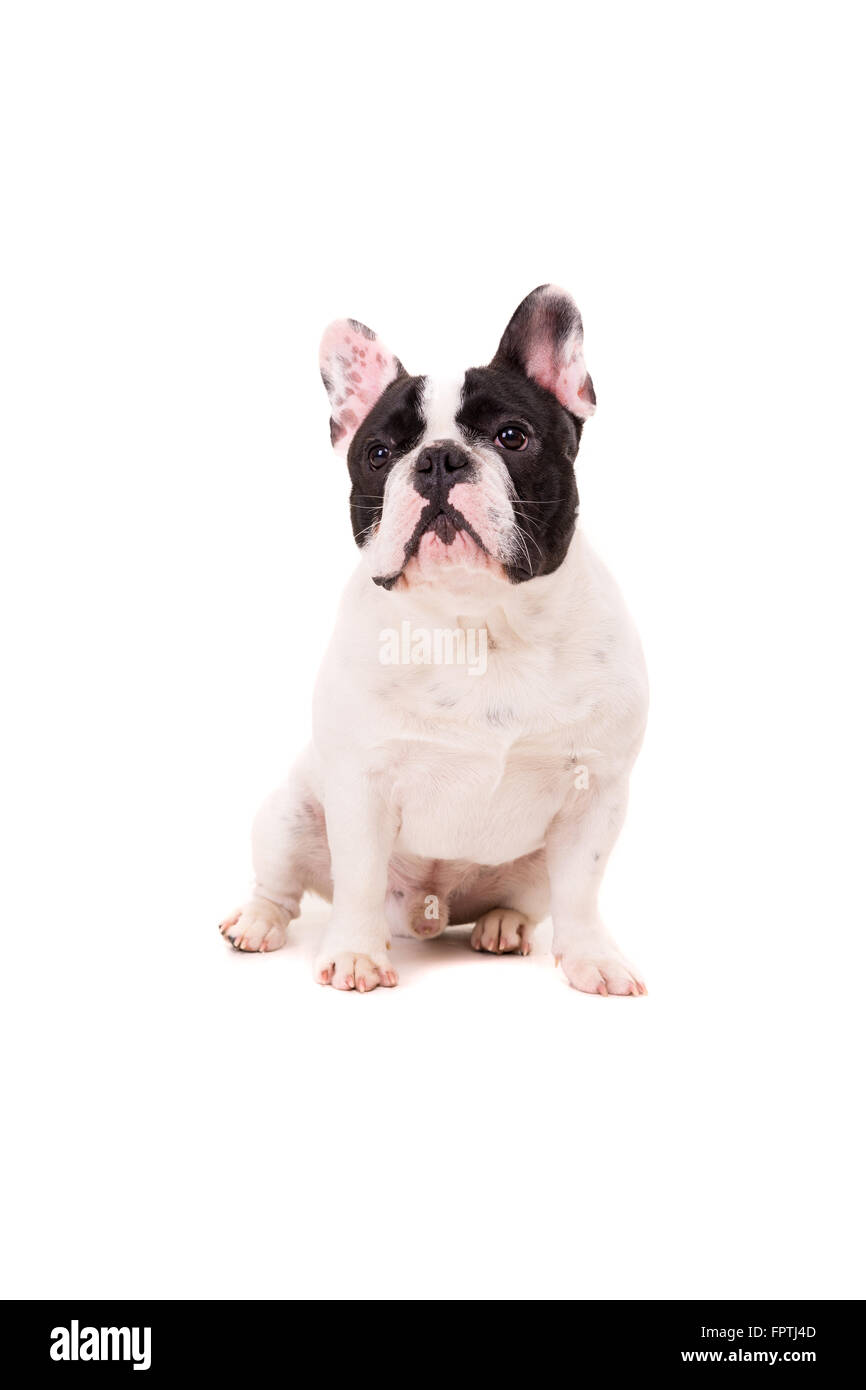 Funny French Bulldog puppy posing isolated over a white background Stock Photo