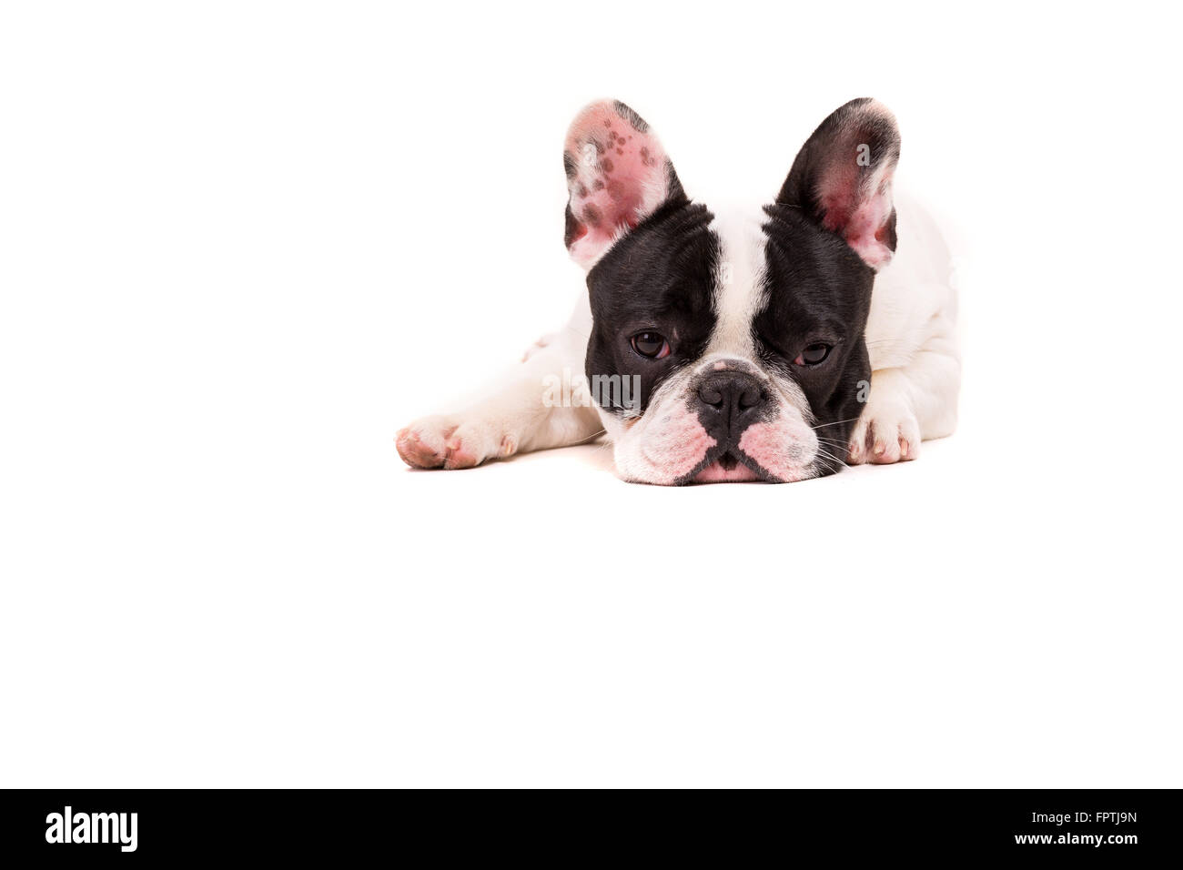 Funny French Bulldog puppy posing isolated over a white background Stock Photo