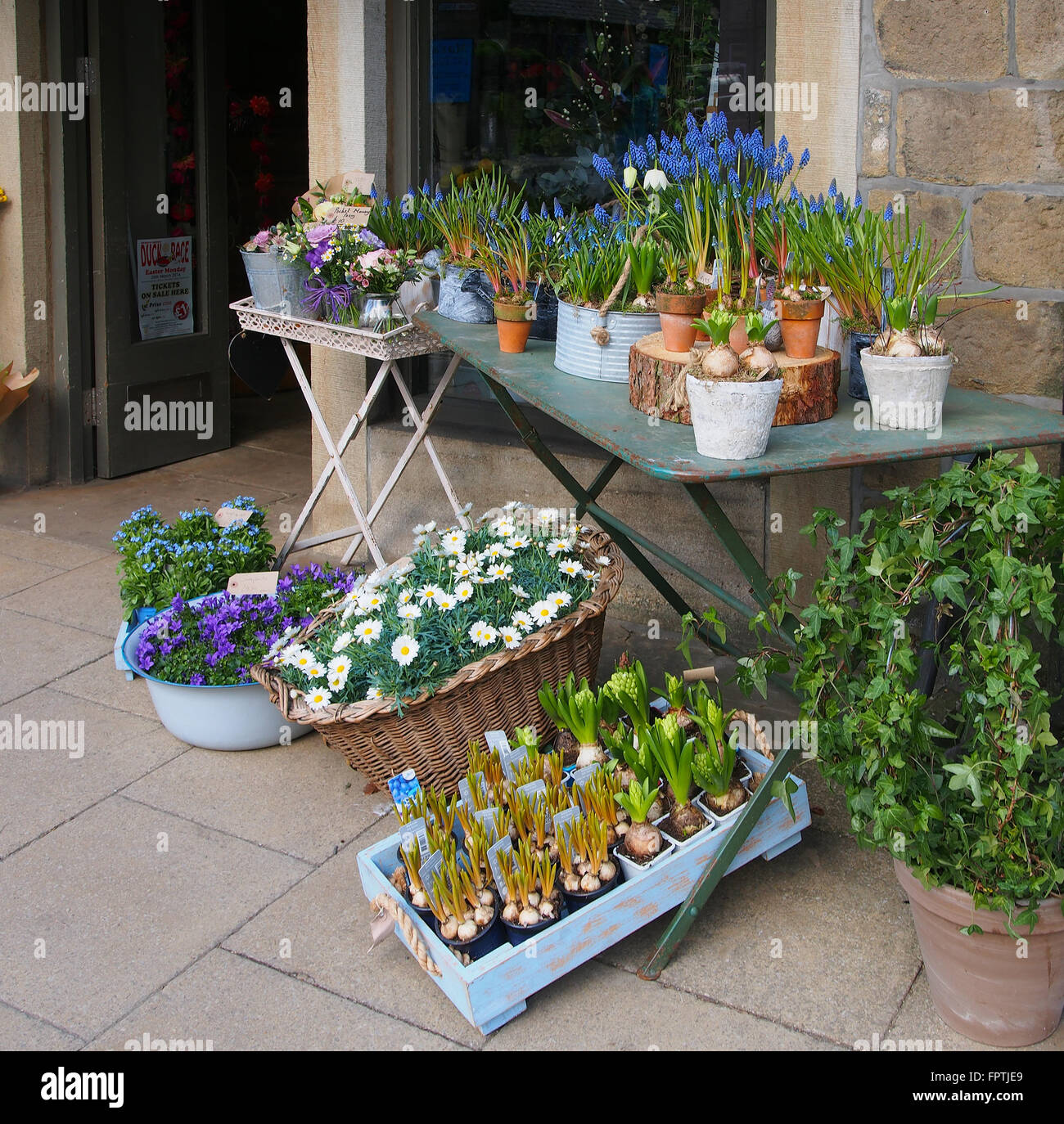 Florist's shop display with hyacinths, muscari, ivy and daisies on the pavement in Hebden Bridge, Yorkshire. Stock Photo