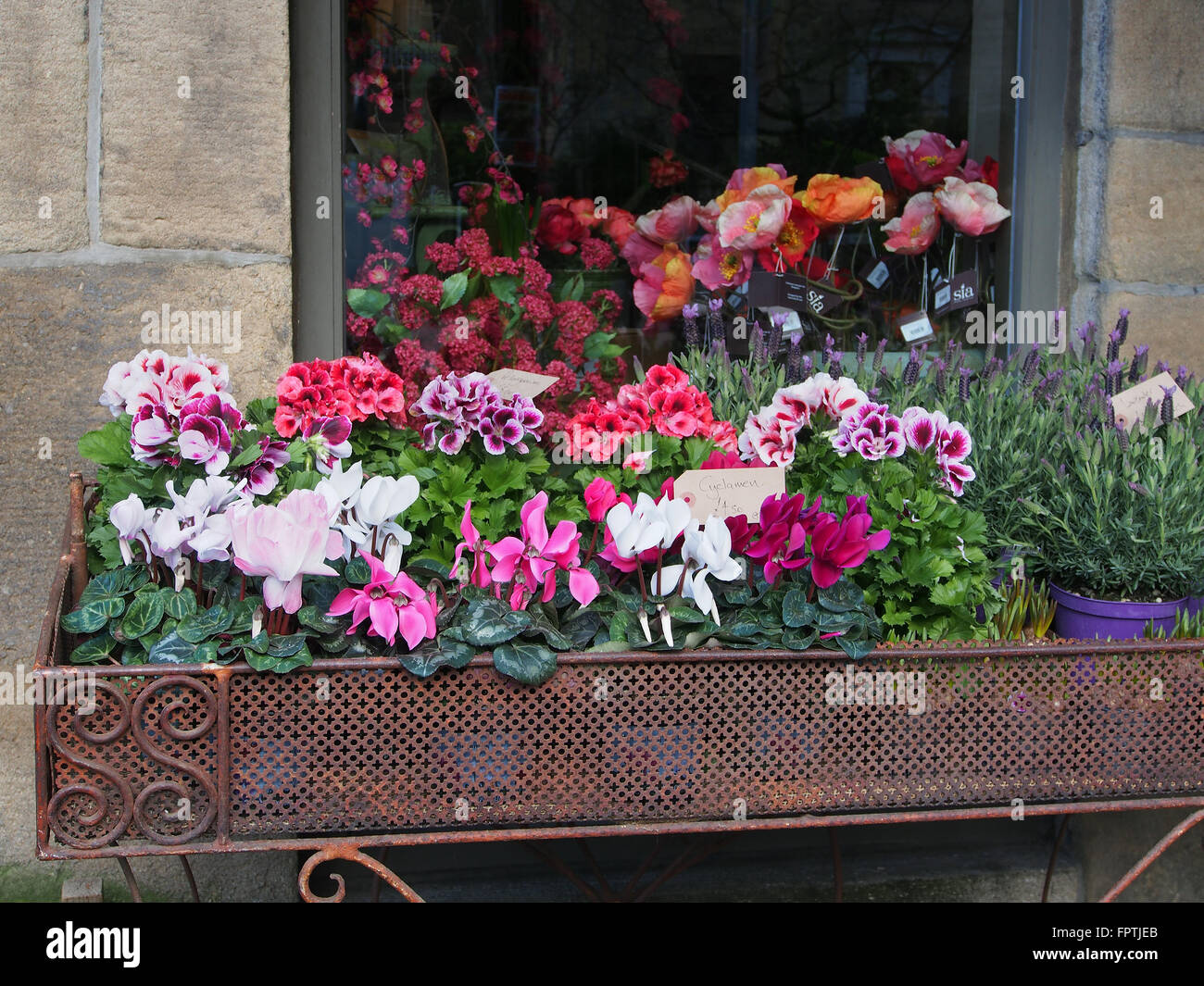 Display of pelargoniums and cyclamen in a container on the pavement outside a flower shop in Hebden Bridge, Yorkshire. Stock Photo