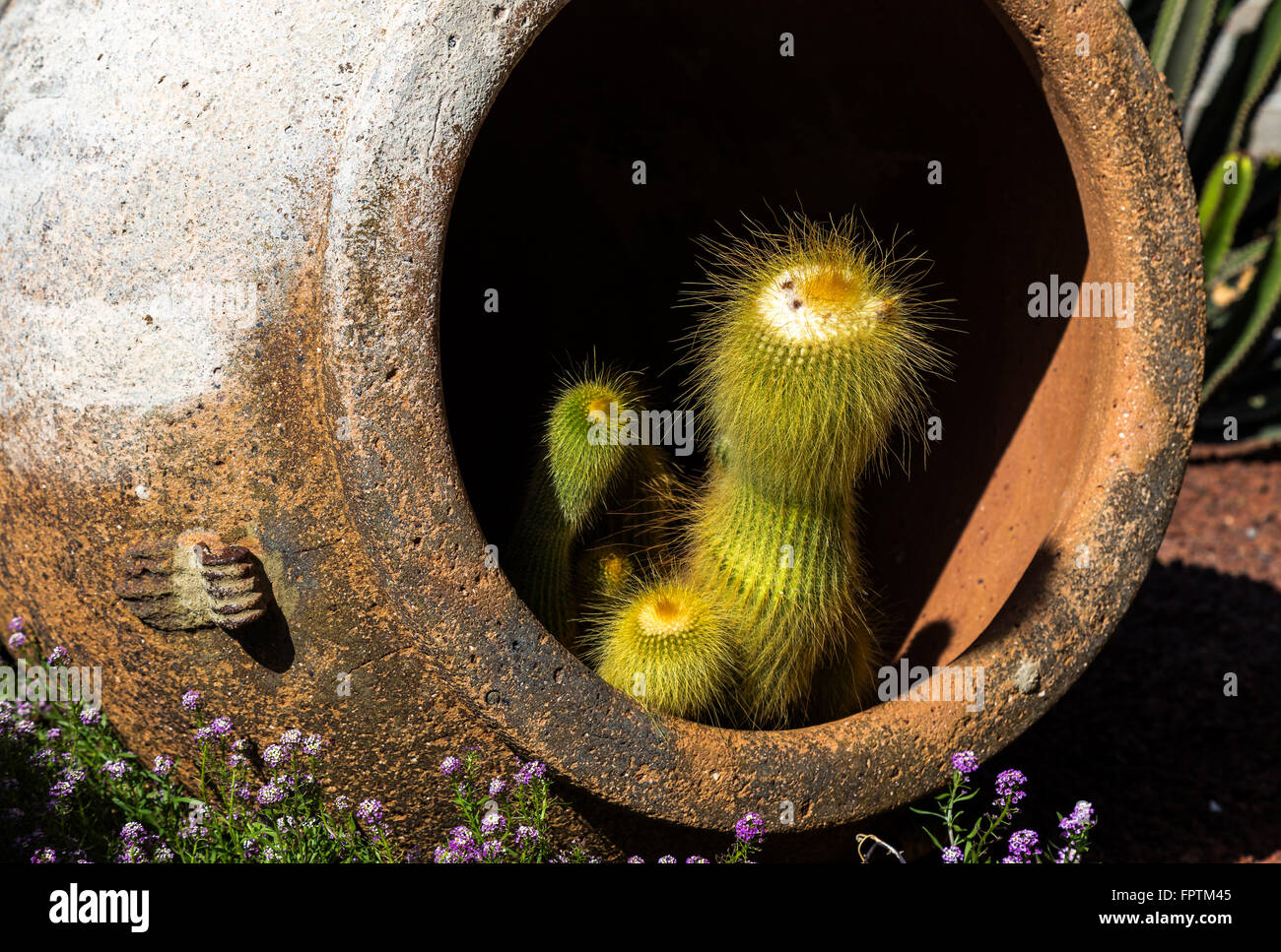 Cactus in Amphora Stock Photo - Alamy