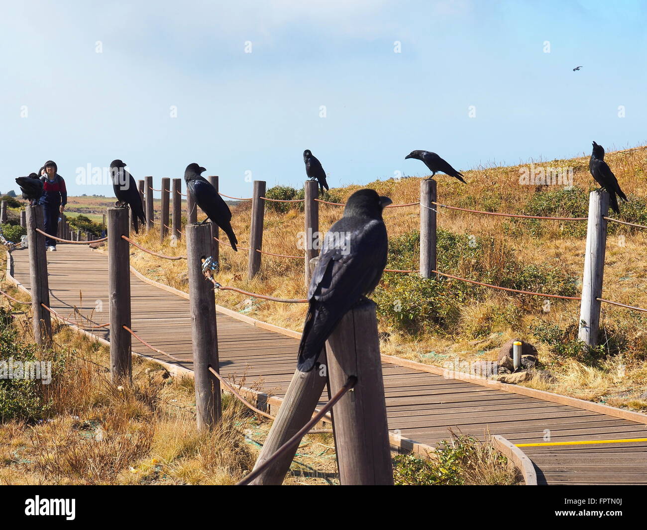 Crow road hires stock photography and images Alamy
