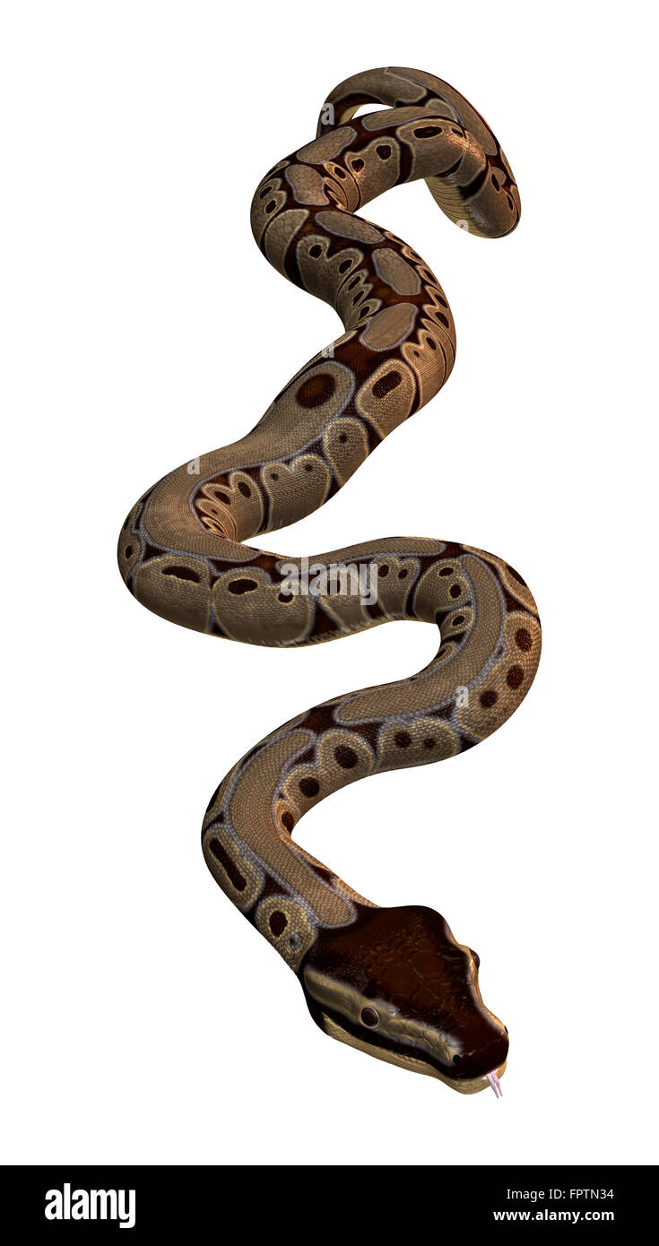 Ball python or Python regius isolated on white background Stock Photo ...