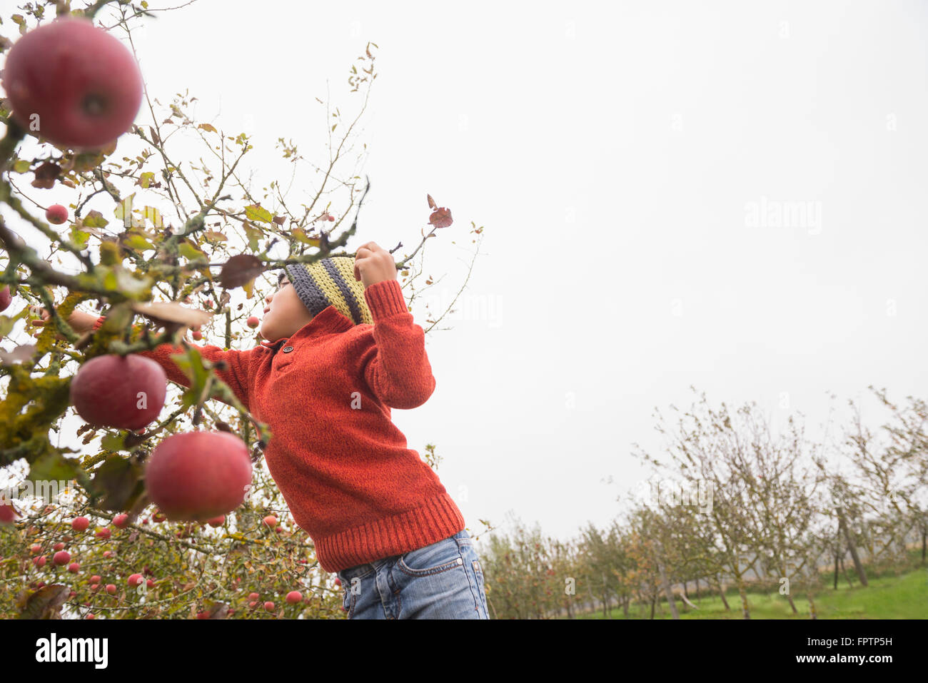 Boy picking apples from apple tree in an apple orchard, Bavaria