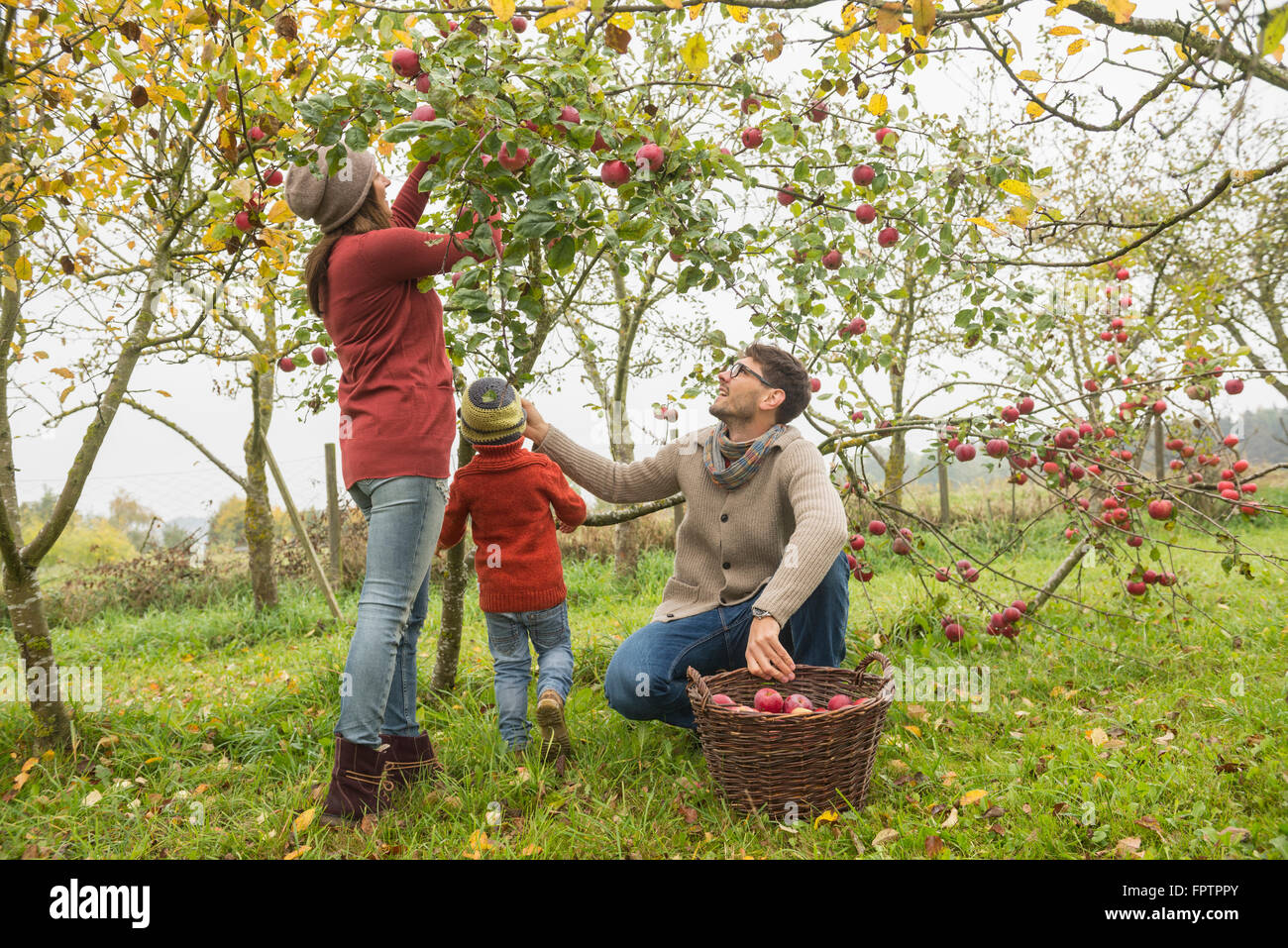 Family picking apples in an apple orchard, Bavaria, Germany Stock Photo