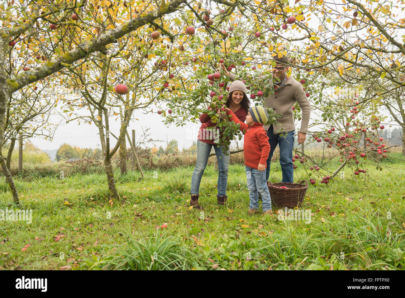 Family picking apples from apple tree in an apple orchard, Bavaria, Germany Stock Photo