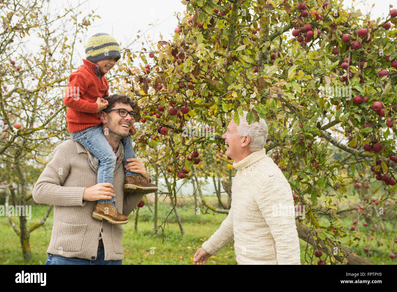 Father, son and grandfather picking apples from apple tree in an apple orchard, Bavaria, Germany Stock Photo