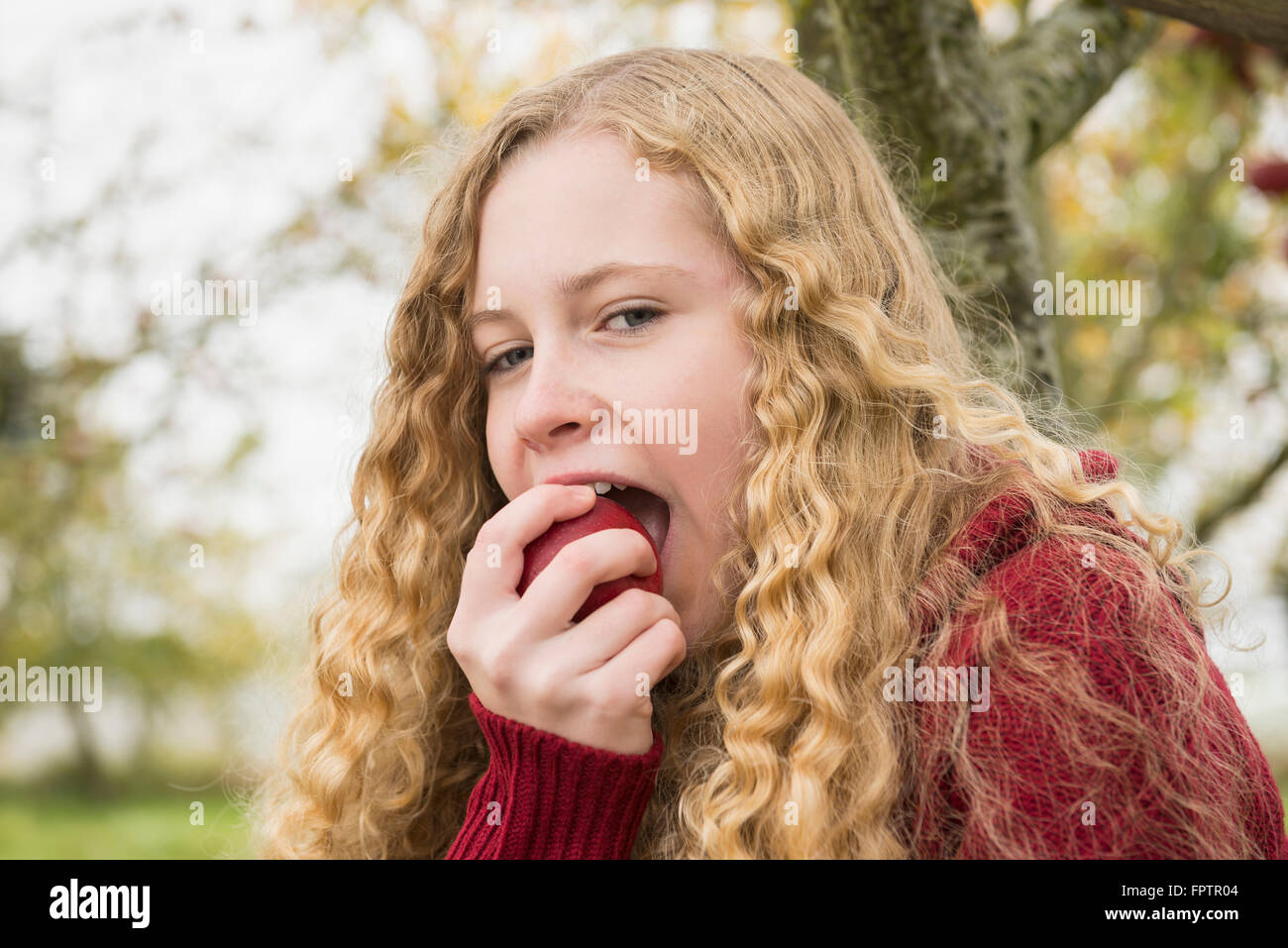 Portrait of a blond teenage girl biting into an apple in apple orchard, Bavaria, Germany Stock Photo