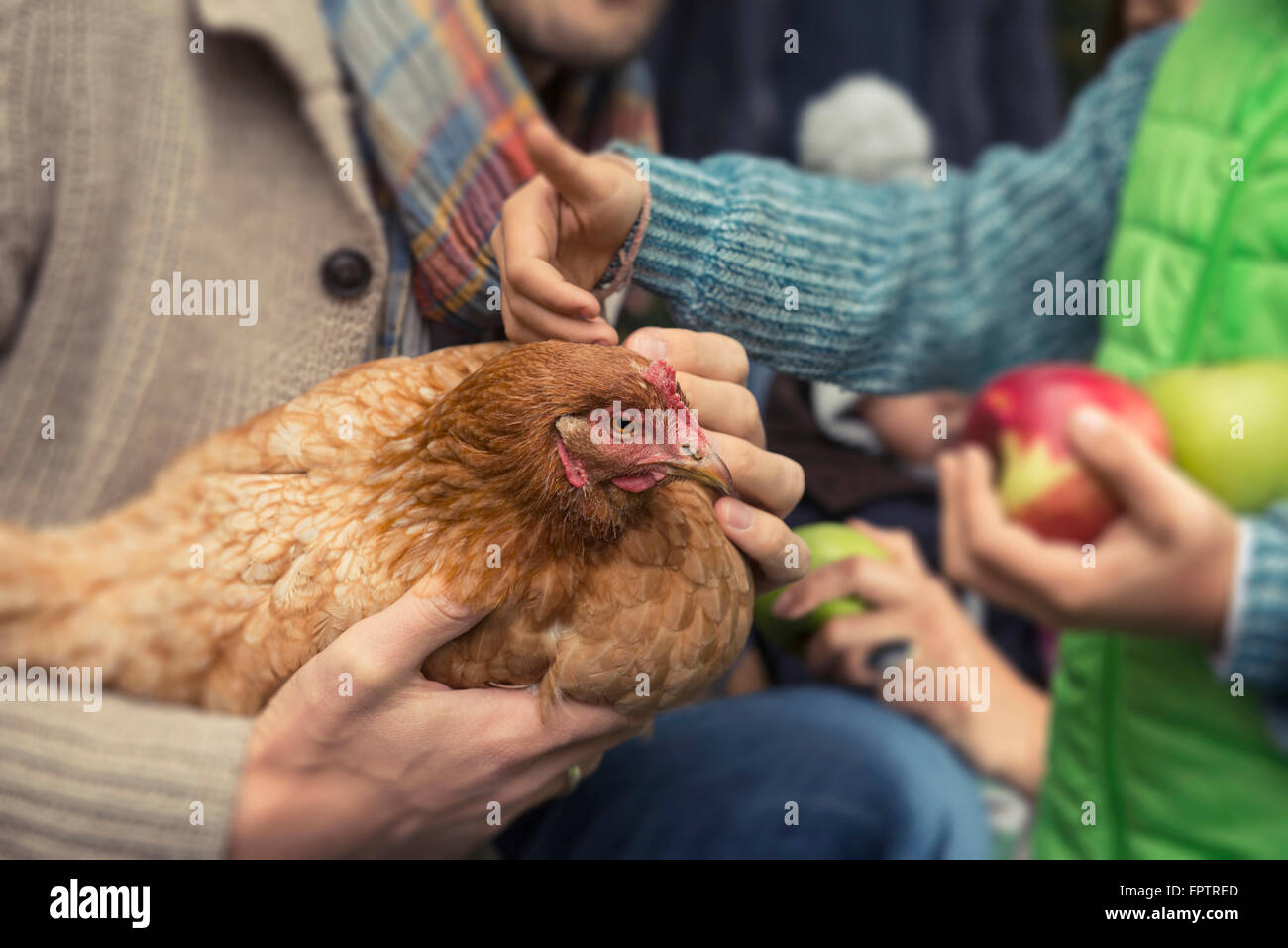 Father and son stroking chicken bird, Bavaria, Germany Stock Photo