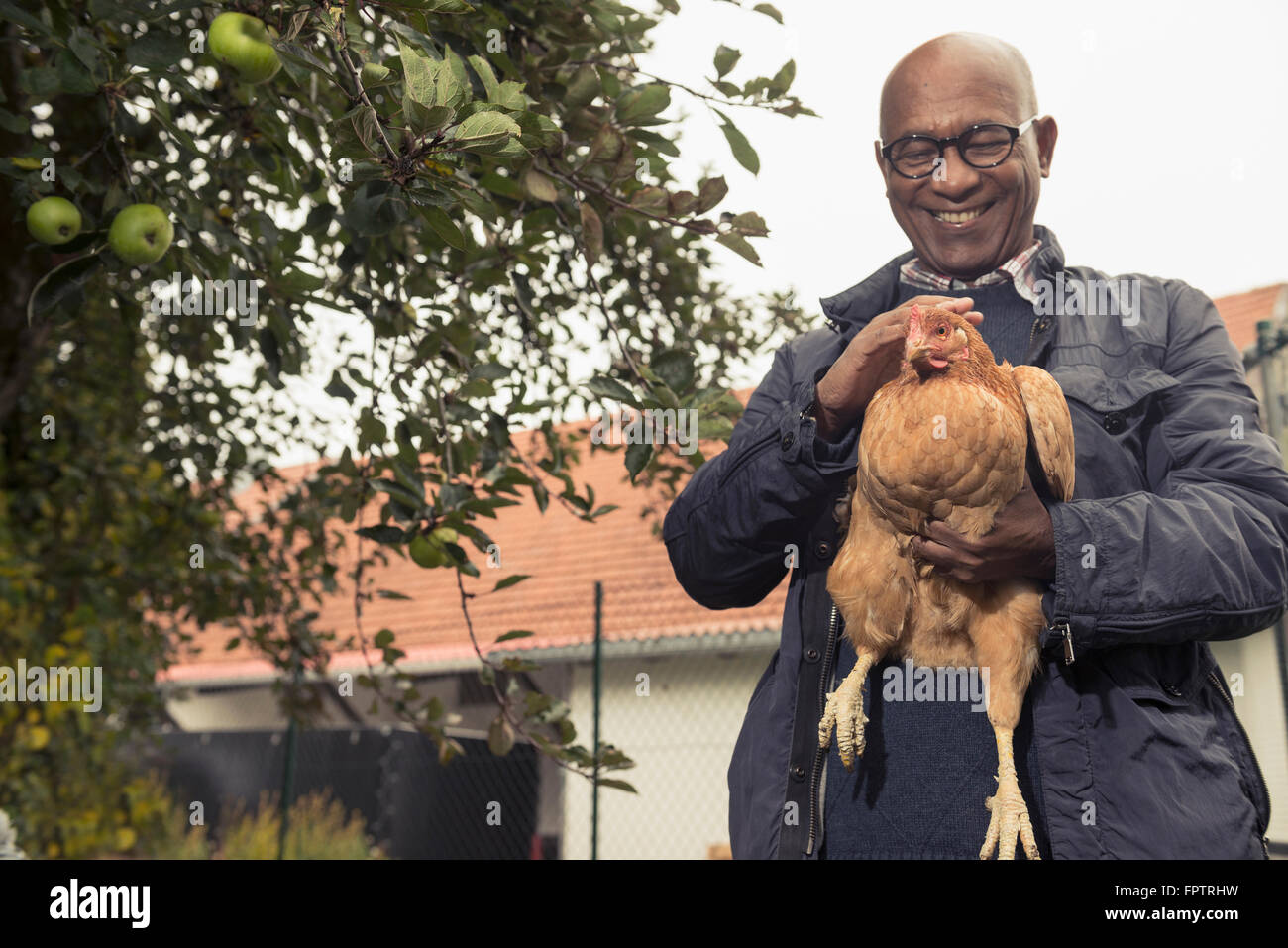 Black Man Stroking A Chicken Bird And Smiling In Farm Bavaria Germany Black Man Stroking A Chicken Bird And Smiling In Farm Bavaria Germany