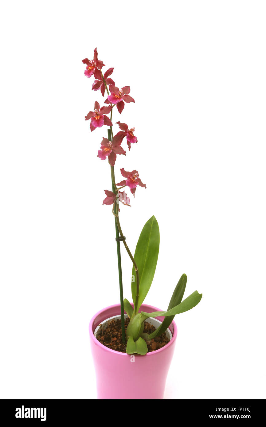 Red Orchid In A Pink Pot Odontoglossum Massi Red Stock Photo