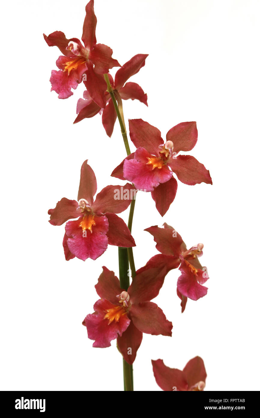 Red Orchid Odontoglossum Massi Red Stock Photo